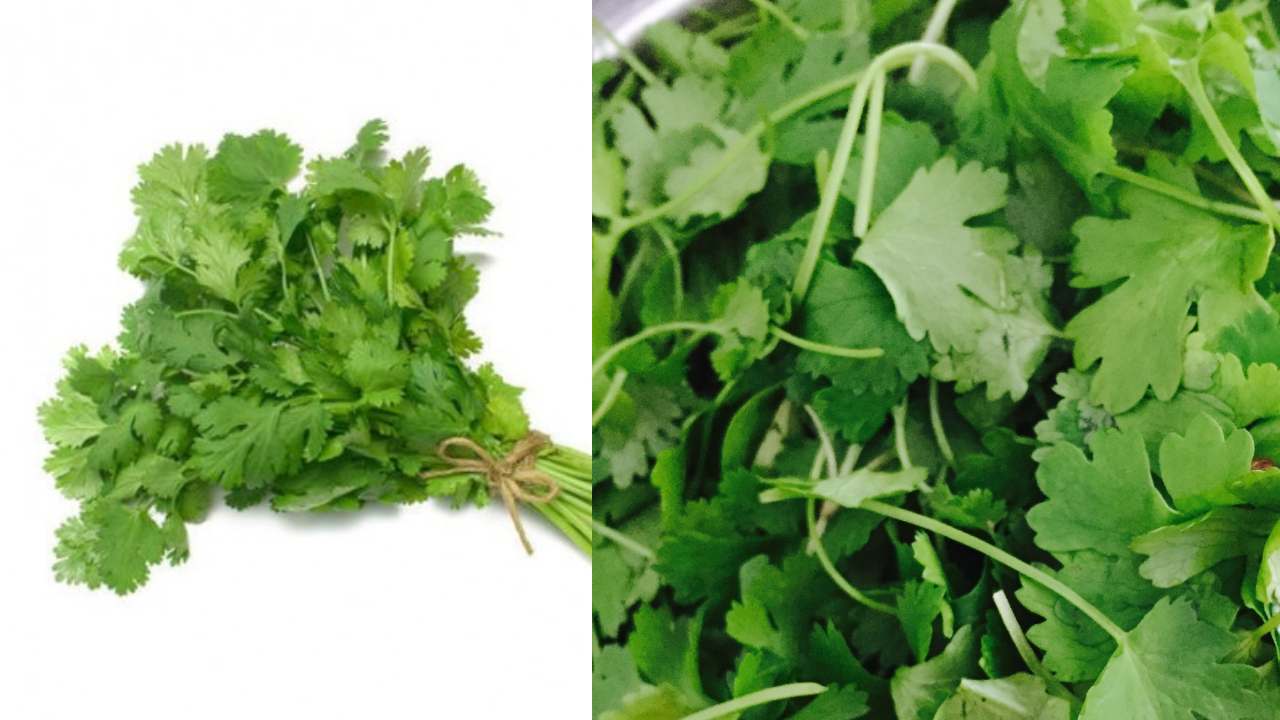 Coriander : కొత్తిమీరతో ఎన్ని ప్రయోజనాలు ఉన్నాయో తెలుసా..?