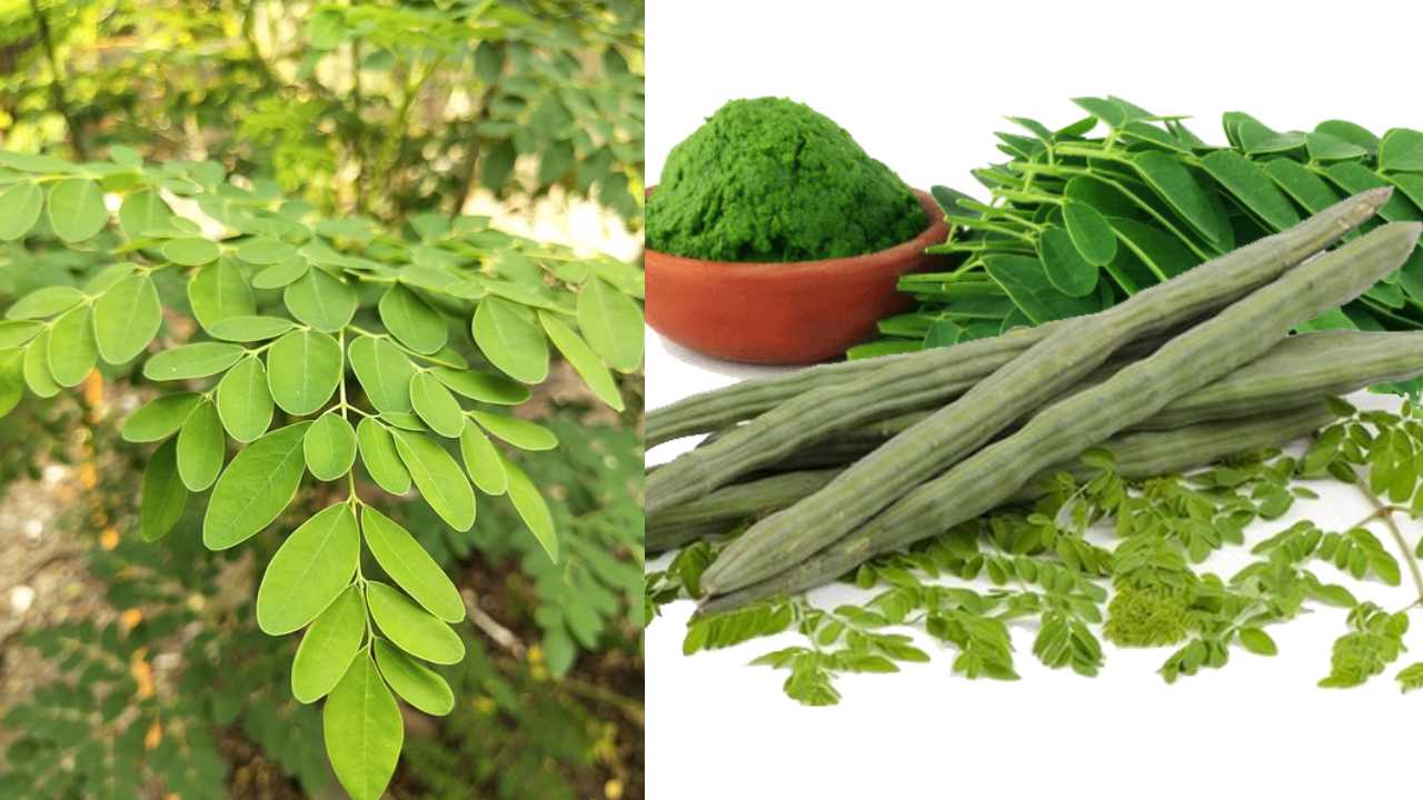Munagaku : మునగాకు వల్ల ఎన్ని ఉపయోగాలు ఉన్నాయో తెలుసా??