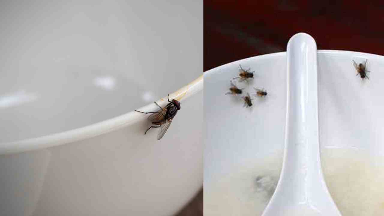 Avoid House Flies : ఈగలను ఇంట్లోకి రాకుండా ఉండాలంటే ఏం చేయాలో తెలుసా..?