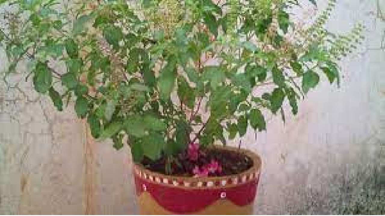 Thulasi: తులసి మొక్కను పూజించే క్రమంలో ఈ పద్ధతులను పాటిస్తున్నారా…?