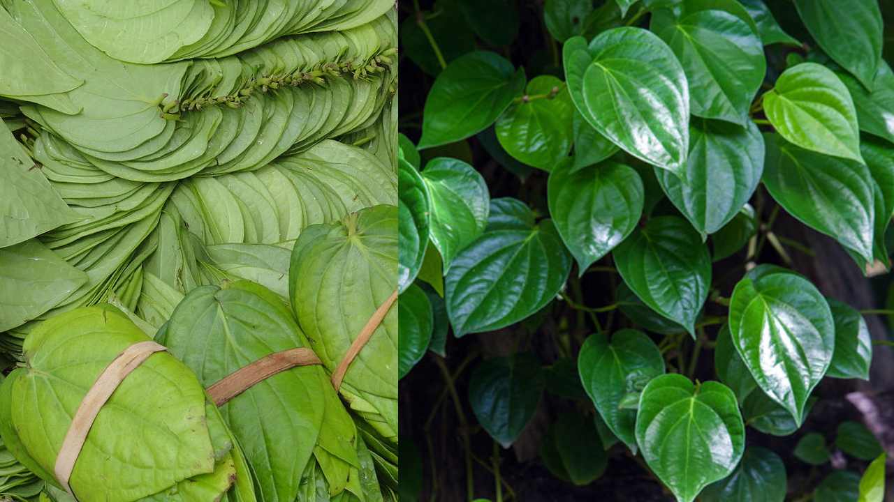 Betel Leafs : తమలపాకులు తినడం అలవాటు చేసుకోండి..