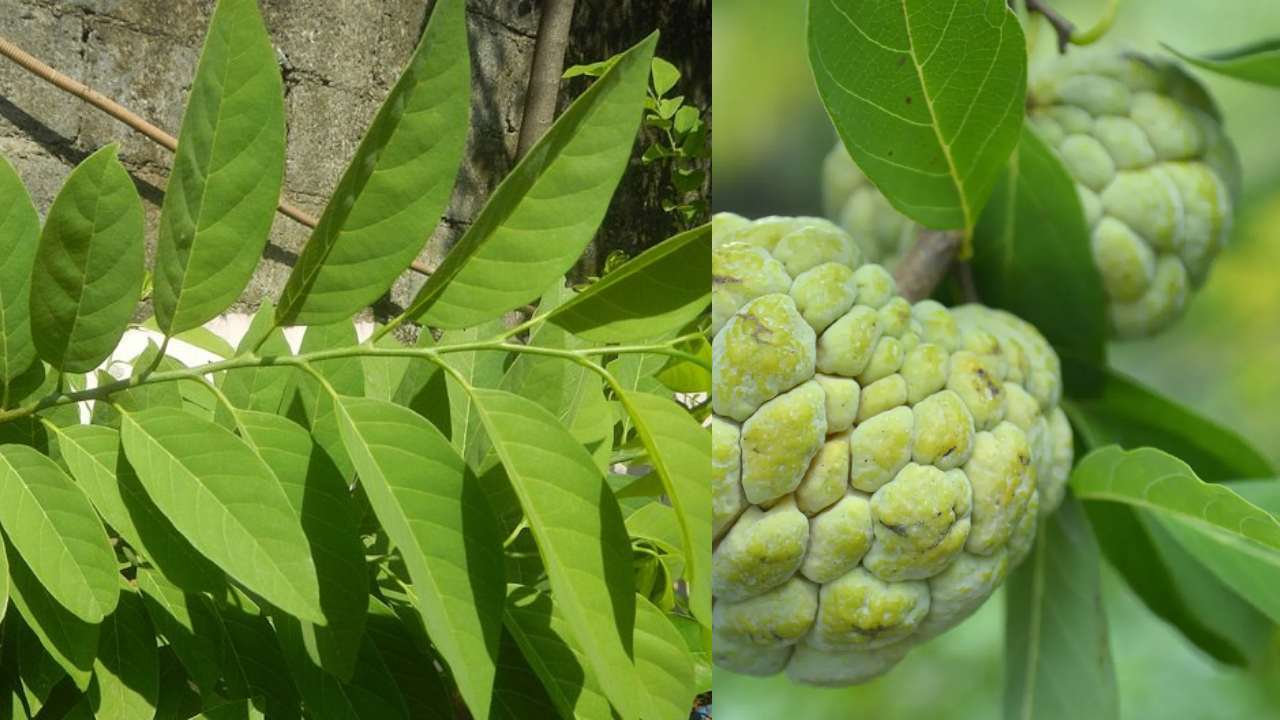 Custard Apple Leaves : సీతాఫలం ఆకుల వల్ల కూడా ఇన్ని ప్రయోజనాలు ఉన్నాయా??