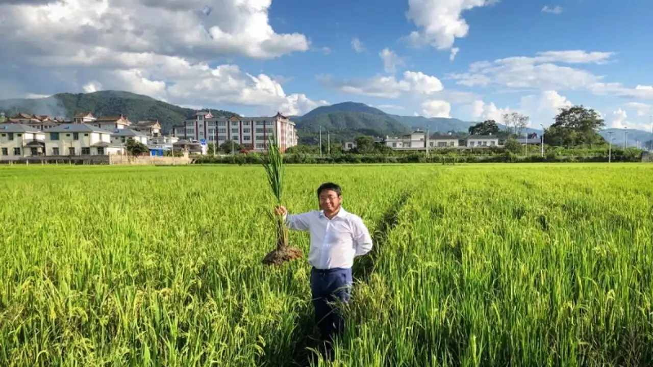 China : ప్రపంచానికి కొత్త వరి పరిచయం చేయబోతున్న చైనా.. ఇక ఆకలి బాధలు ఉండవు..