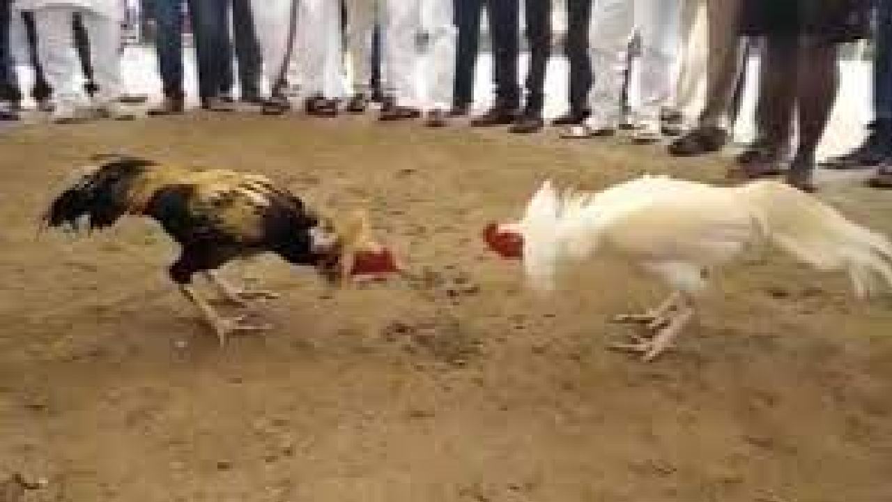 History of cock fight: సంక్రాంతి పండుగనాడు జరిపే కోడి పందేల చరిత్ర ఏంటో తెలుసా…?