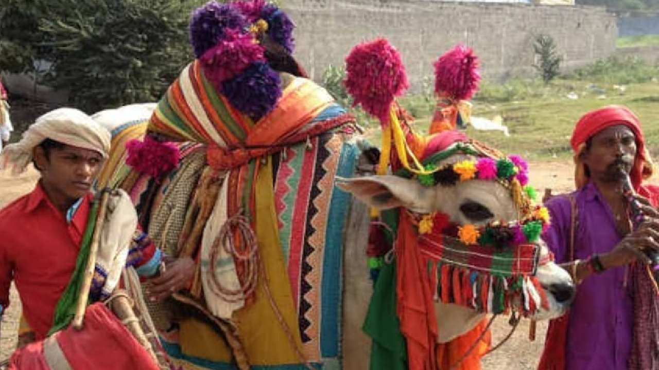 Importance Sankranthi Gangireddu: సంక్రాంతి పండుగనాడు ఆడించే గంగిరెద్దుల ప్రత్యేకతలేంటో తెలుసా…?