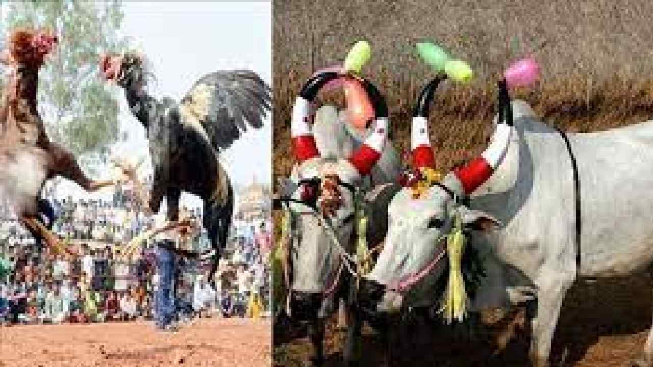 Importance of Kanuma: కనుమ పండుగ నాడు ప్రయాణాలు చేయరాదట…..!