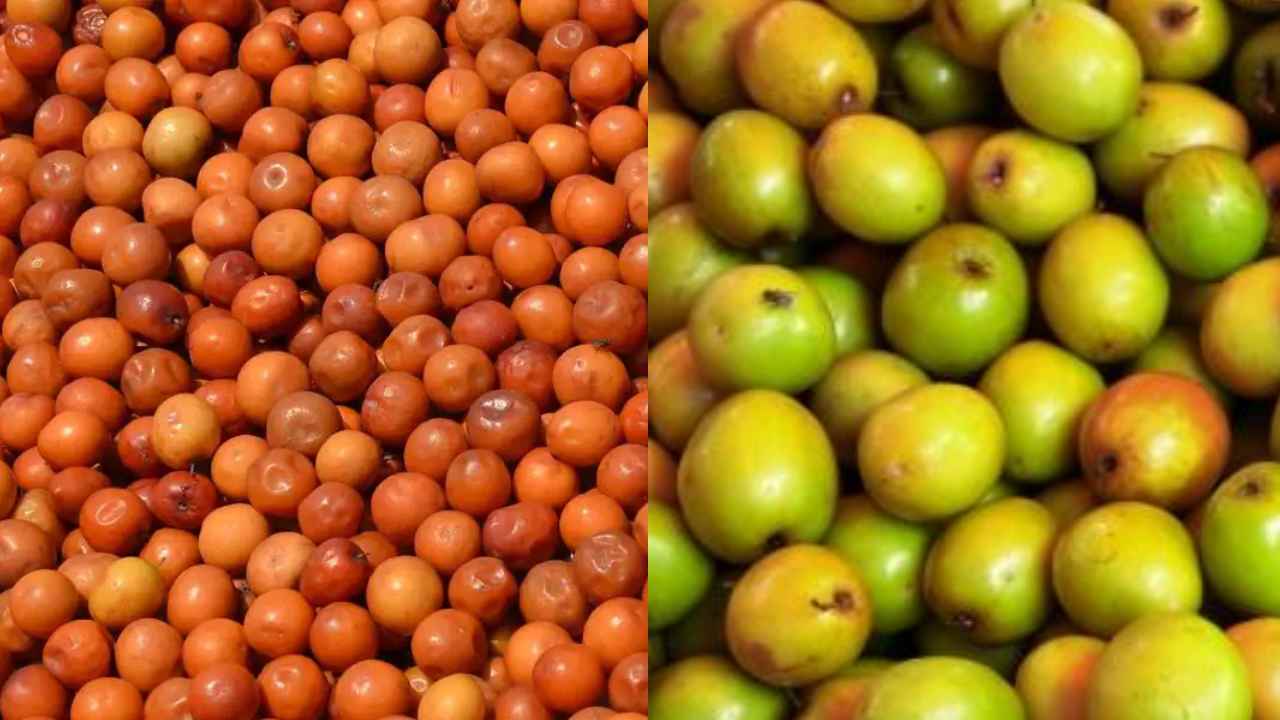 Jujube Fruits : సంక్రాంతి సీజన్ లో దొరికే రేగు పండ్లు.. ఆరోగ్యానికి ఎంత మంచివో తెలుసా??