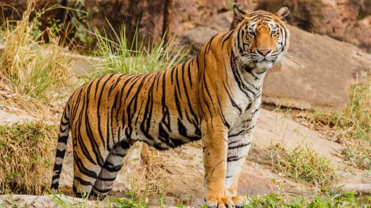 Tigers Death: మహారాష్ట్ర, తెలంగాణ రాష్ట్రాల సరిహద్దులో రెండు పులులు మరణం.. ముగ్గురు అరెస్ట్!