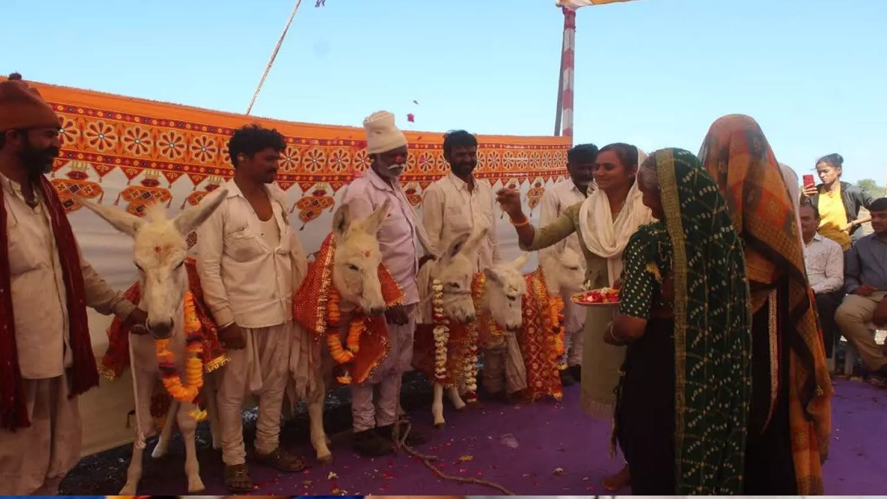 Halari Donkey: గాడిదకు సీమంతం.. గాడిద పిల్లకు బారసాల.. వీళ్ళు సంథింగ్ స్పెషల్ గురూ!