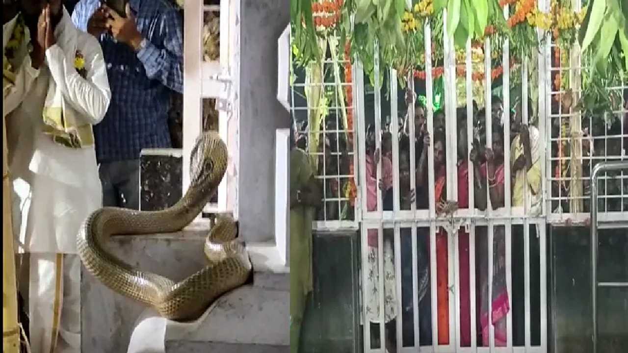 Snake In Rajarajeswara Temple: ఆది దంపతుల కళ్యాణోత్సవంలో దర్శనమిచ్చిన నాగుపాము…! ఎక్కడో తెలుసా?