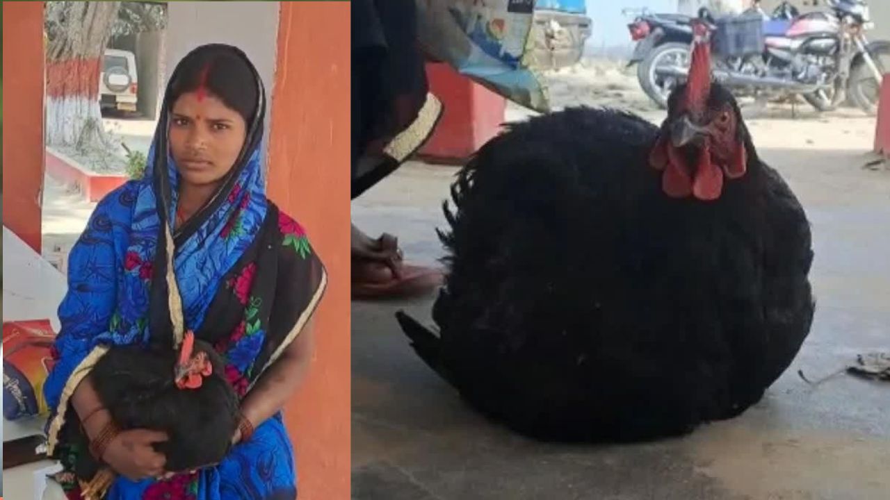 Viral News: నా నాటుకోడి కాలు విరగ్గొట్టారు.. న్యాయం చేయండి.. పోలీసులకే ఝలక్ ఇచ్చిన మహిళ!