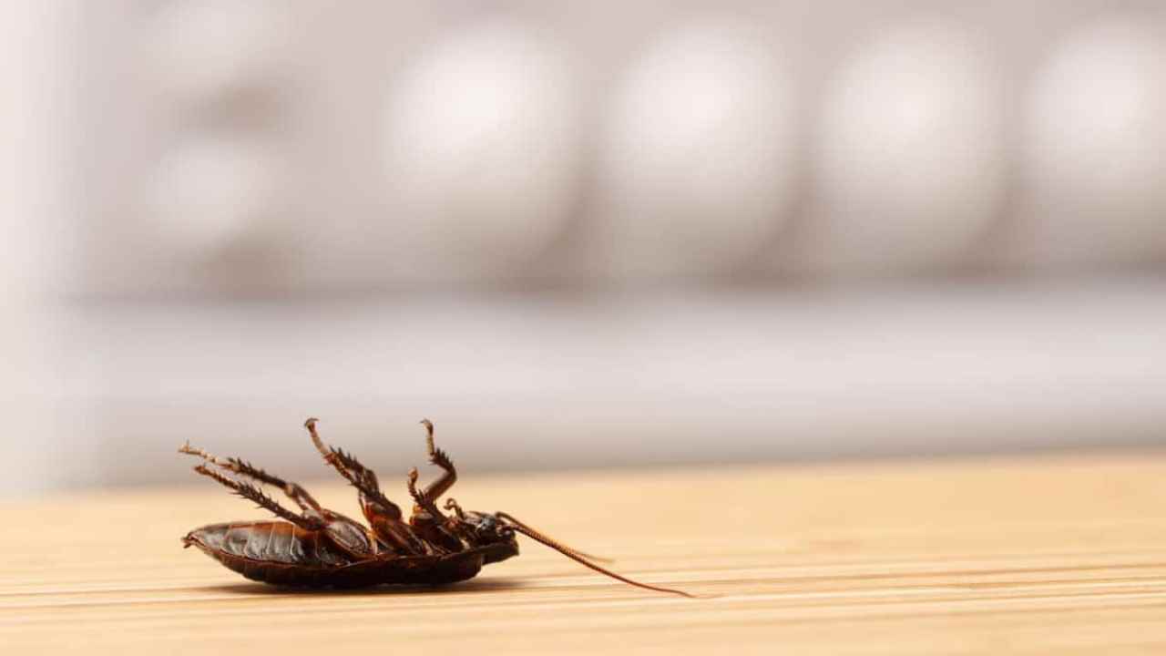 Cockroaches : ఇంట్లో బొద్దింకలు ఎక్కువగా ఉన్నాయా? వాటిని తరిమికొట్టడానికి ఈ టిప్స్ పాటించండి..
