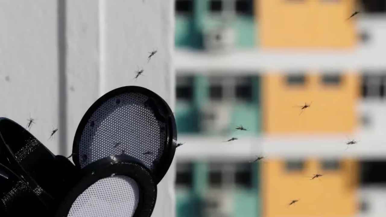 Mosquitoes : ఇంట్లో దోమలు ఎక్కువగా ఉన్నాయా?? దోమలను తరిమికొట్టడానికి ఈ చిట్కాలు పాటించండి..