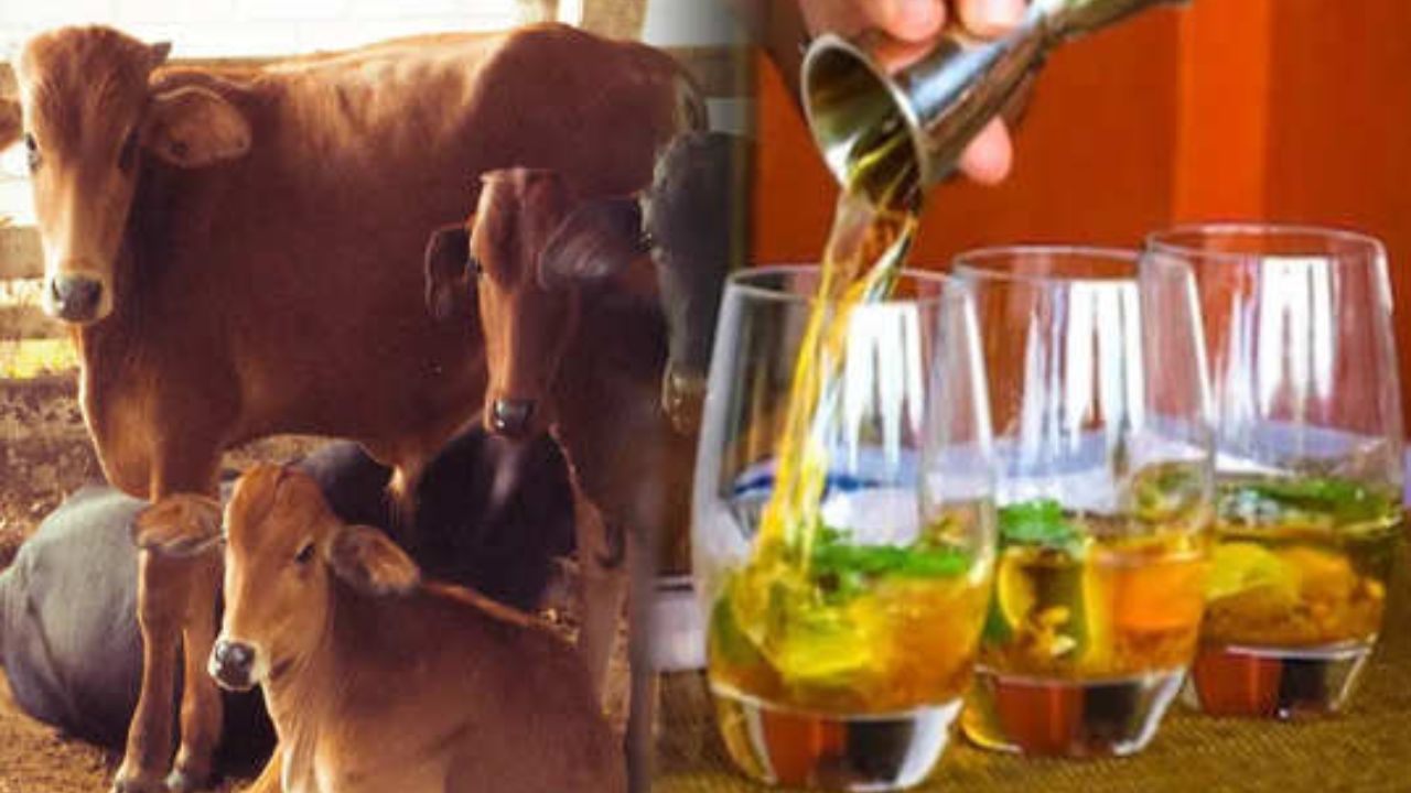 Himachal Pradesh Cow Cess: హిమాచల్ప్రదేశ్లో మందుబాబులకు మరోషాక్.. ఆవు పన్ను కట్టాల్సిందే!