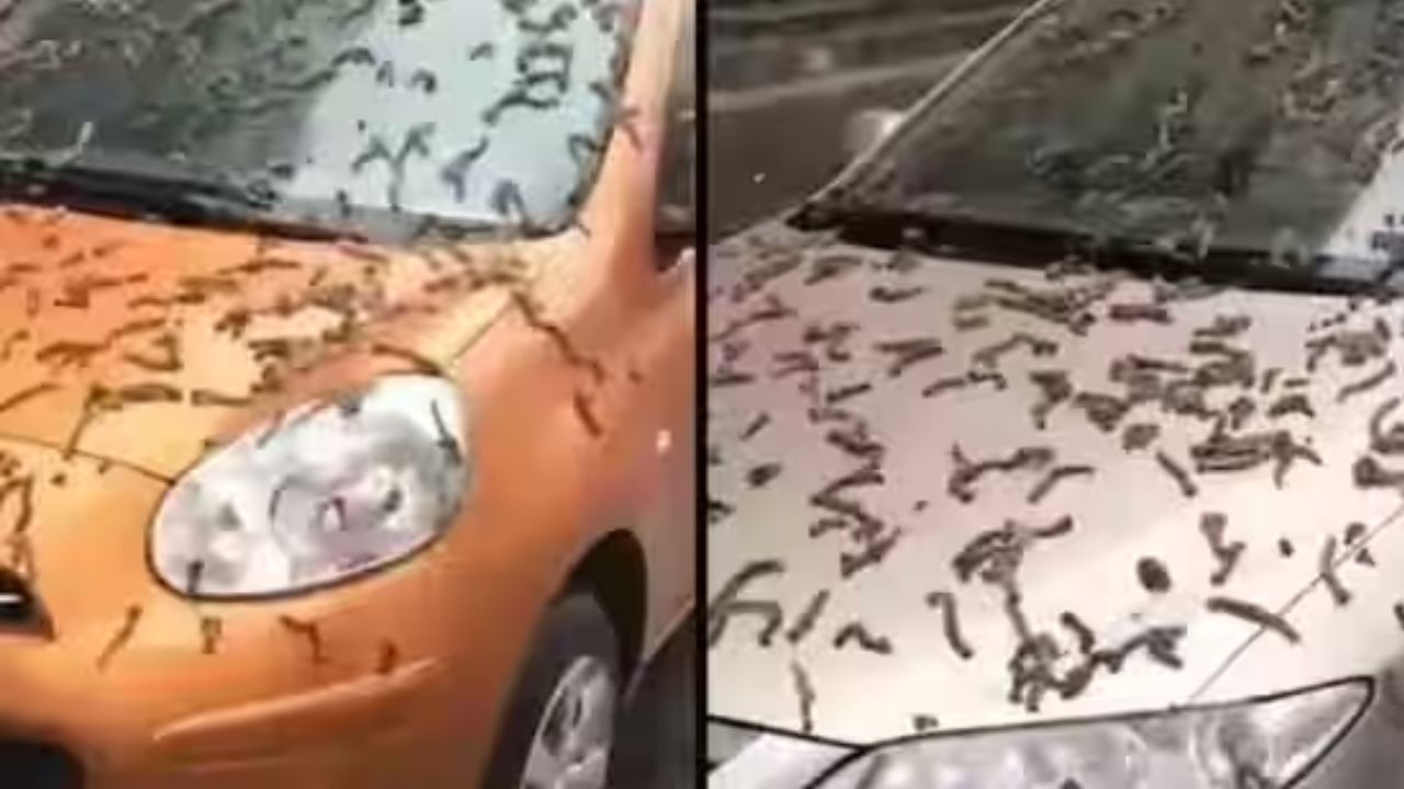 Its raining worms: చైనాలో పురుగుల వర్షం.. ఏదైనా డ్రాగన్ సిటీకి సాధ్యం!