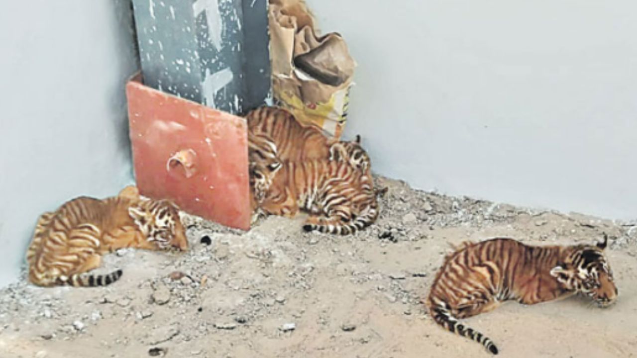 Tiger Cubes: దారితప్పి ఊర్లోకొచ్చిన పులి కూనలు.. తల్లి కూడా వస్తుందని గ్రామాస్తుల భయాందోళన!