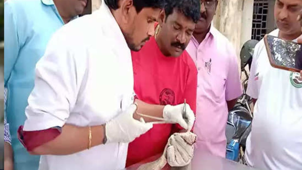 Visakhapatnam: నాగుపాము తలకి గాయం.. ఆపరేషన్ చేసి తలపై కుట్లు వేసిన వైద్యుడు!