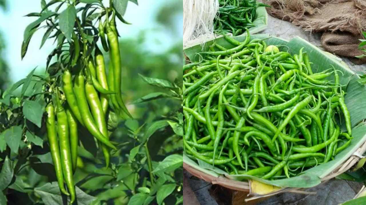 Green Chilli : పచ్చిమిర్చిని పాడవకుండా ఎక్కువకాలం నిలువ ఉంచాలంటే ఏం చేయాలో తెలుసా?