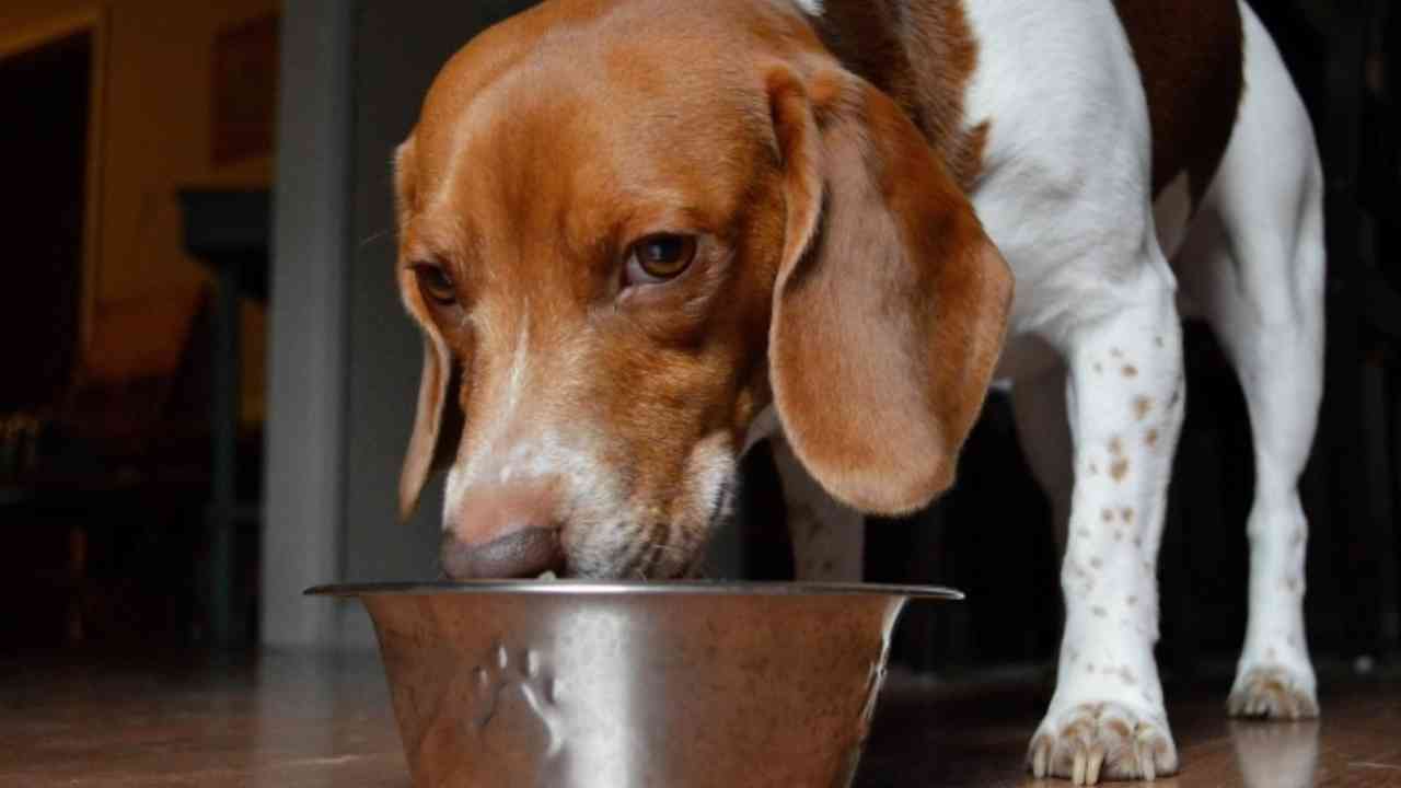 Dog Food : మీ పెంపుడు కుక్కలకు ఎలాంటి ఆహరం పెడుతున్నారు? మీరు తినేదే పెడుతున్నారా? కచ్చితంగా తెలుసుకోండి..
